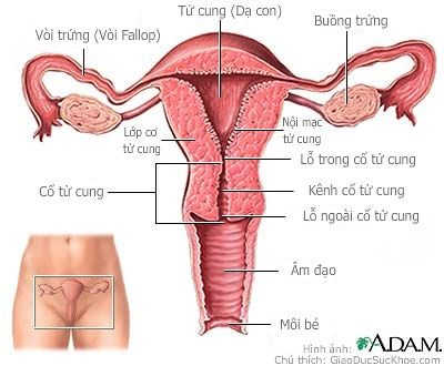 hình ảnh cổ tử cung bình thường