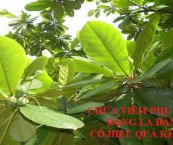 chua-viem-phu-khoa-bang-la-bang