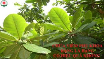 CHỮA VIÊM PHỤ KHOA BẰNG LÁ BÀNG CÓ THẬT SỰ HIỆU QUẢ?