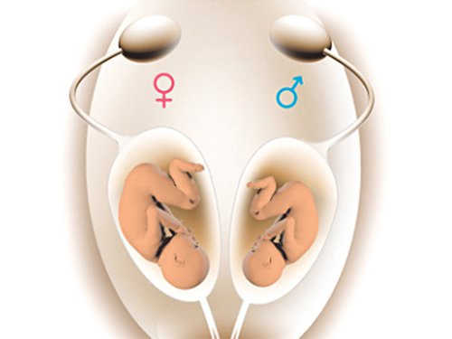 Thai nhi hình thành giới tính ngay sau khi được thụ tinh