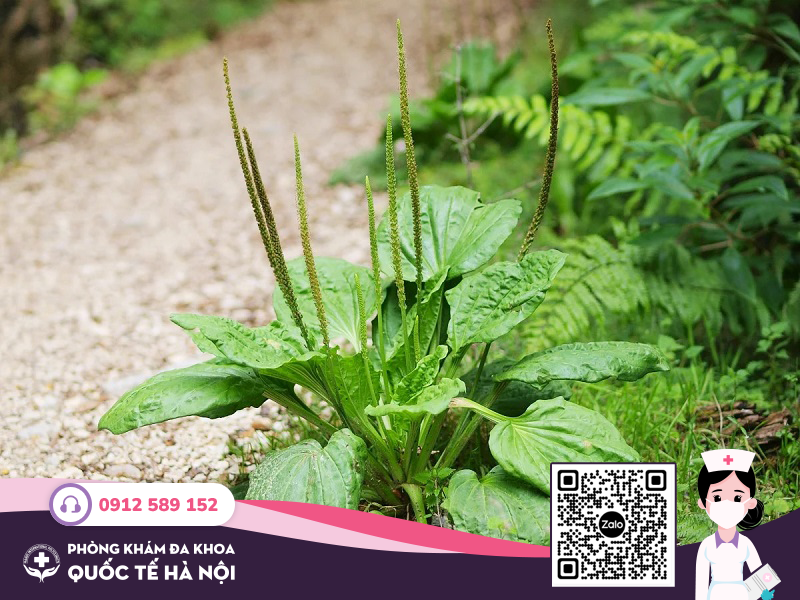 cây mã đề chữa viêm đường tiết niệu