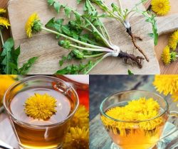 cay-thuoc-bo-cong-anh-cong-dung-cach-dung-va-luu-y-khong-the-bo-qu