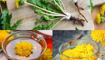 Cây thuốc bồ công anh: Công dụng, cách dùng và lưu ý không thể bỏ qua