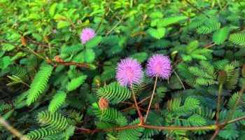 Cây thuốc giúp lưu thông máu hiệu quả, an toàn ngay tại vườn nhà