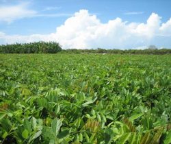 cay-thuoc-ca-la-cay-gi-nhung-dieu-can-biet-truoc-khi-su-dung