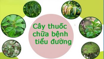 Cây thuốc trị tiểu đường – Giải pháp từ thiên nhiên được nhiều người tin dùng
