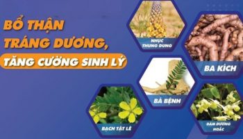 Cây thuốc nam bổ thận tráng dương – Phục hồi bản lĩnh phái mạnh từ gốc