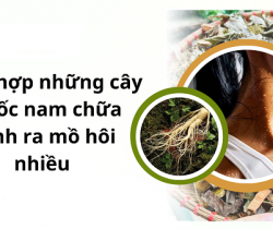 cay-thuoc-nam-chua-benh-ra-mo-hoi-nhieu