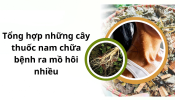 [Bật Mí] 8+ Cây thuốc nam chữa bệnh ra mồ hôi nhiều được nhiều người tin dùng