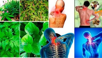 Những cây thuốc nam chữa bệnh đau nhức xương khớp – Giải pháp tự nhiên lành tính, dễ áp dụng
