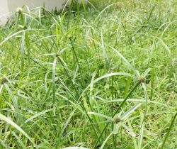 tong-hop-5-bai-thuoc-dan-gian-tu-cay-thuoc-co-cu