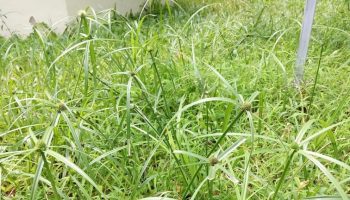 Tổng hợp 5 bài thuốc dân gian từ cây thuốc cỏ cú
