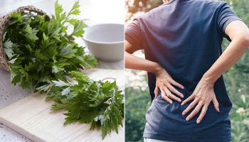 Gợi ý 10 cây thuốc nam chữa đau lưng được áp dụng phổ biến nhất hiện nay