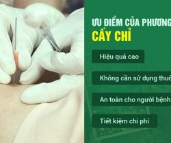 cay-chi-benh-vien-y-hoc-co-truyen