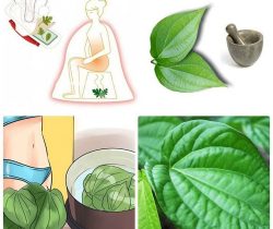 chua-viem-am-dao-bang-la-trau-khong