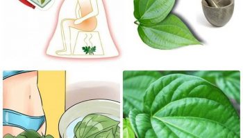 CHỮA VIÊM ÂM ĐẠO BẰNG LÁ TRẦU KHÔNG CÓ KHỎI KHÔNG?