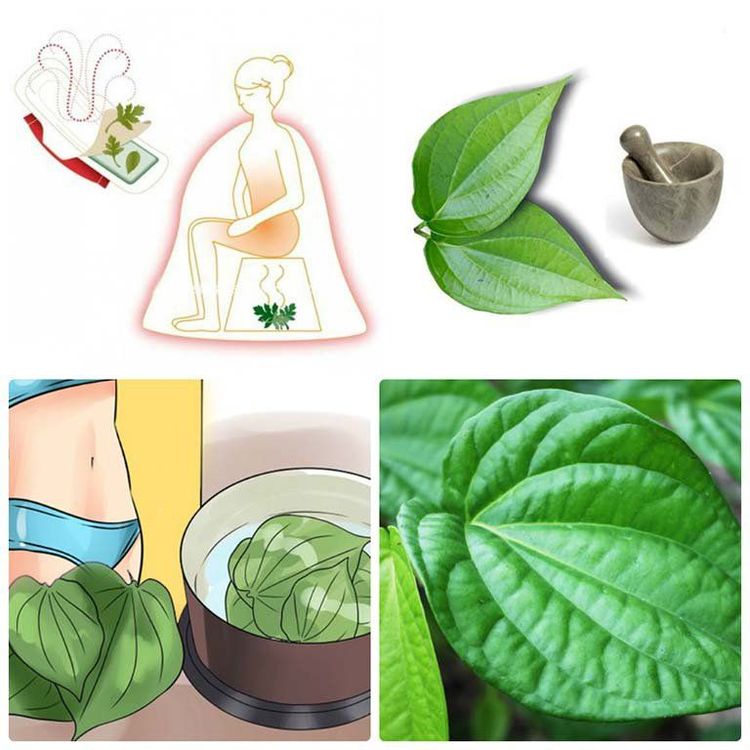 Chữa viêm âm đạo bằng lá trầu không có thật sự hiệu quả?